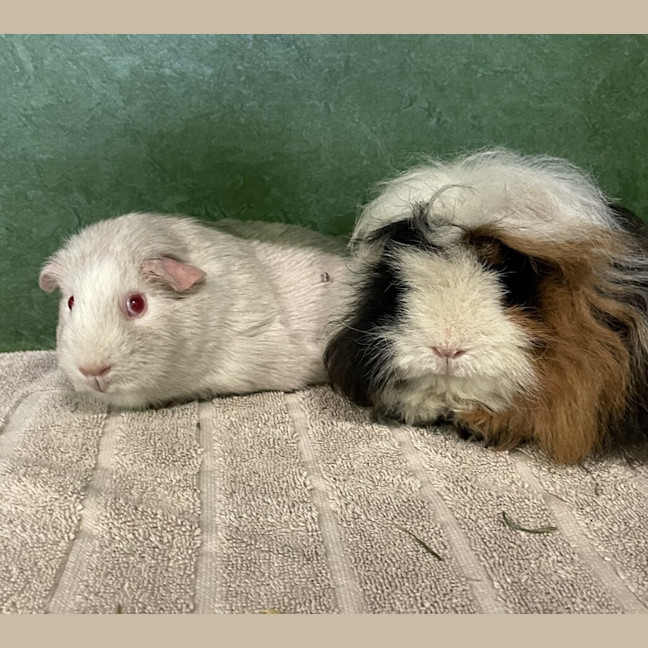 Photo of Brie (Bonded To Pip)