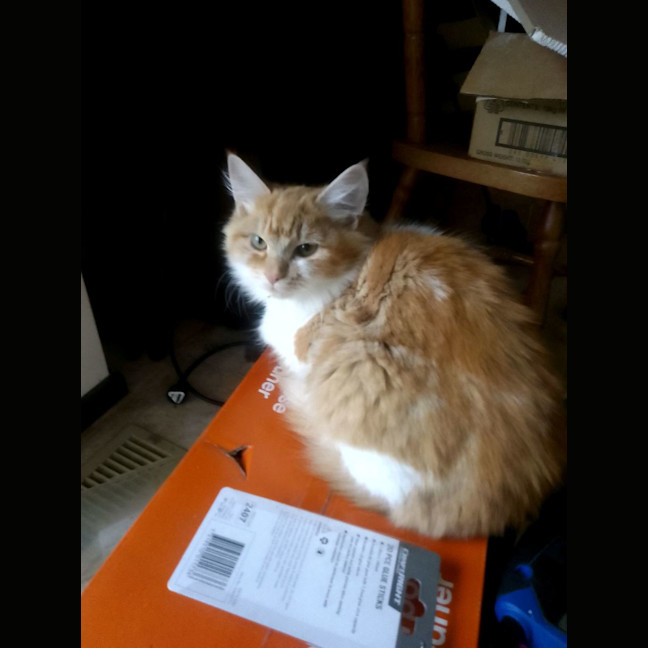 Photo of Hissy Miggins