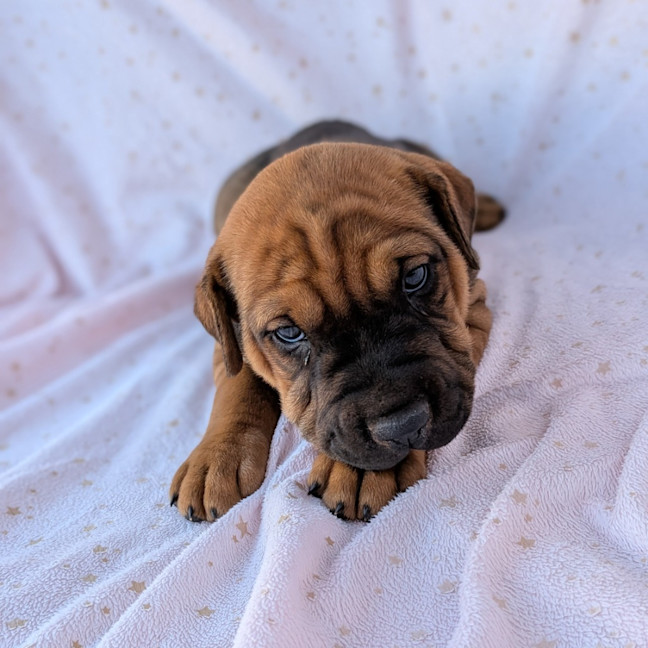 Photo of Banjo