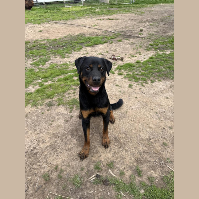 Photo of Bear