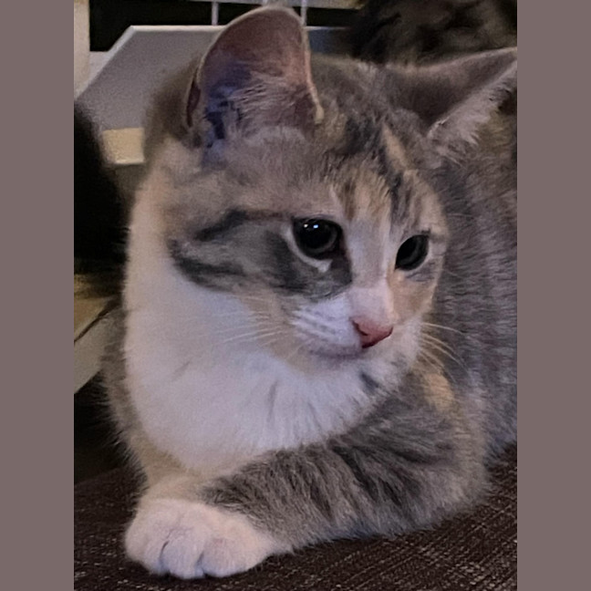 Photo of Rosebud Meet Me At Chelsea Petstock Store! 