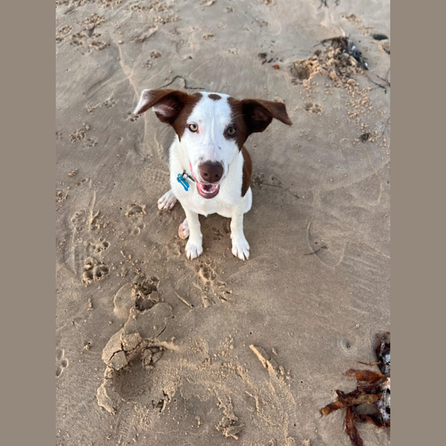 Photo of Pepper