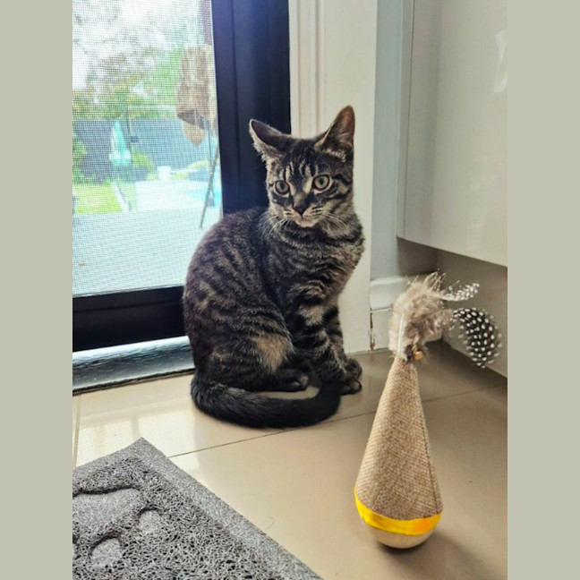 Photo of Pepper 