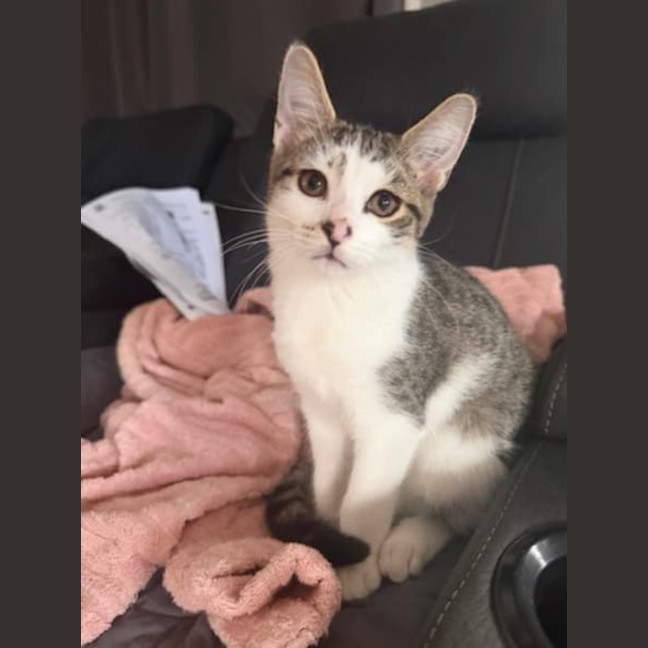 Photo of Archer