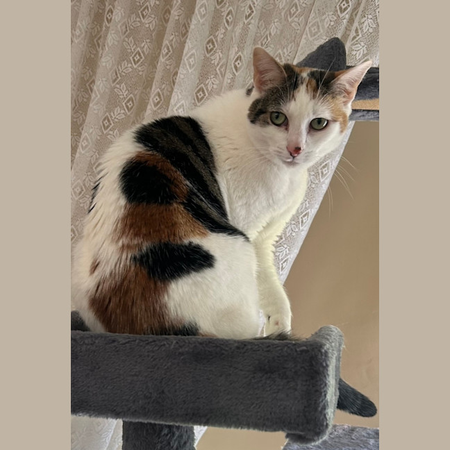 Photo of Dotti