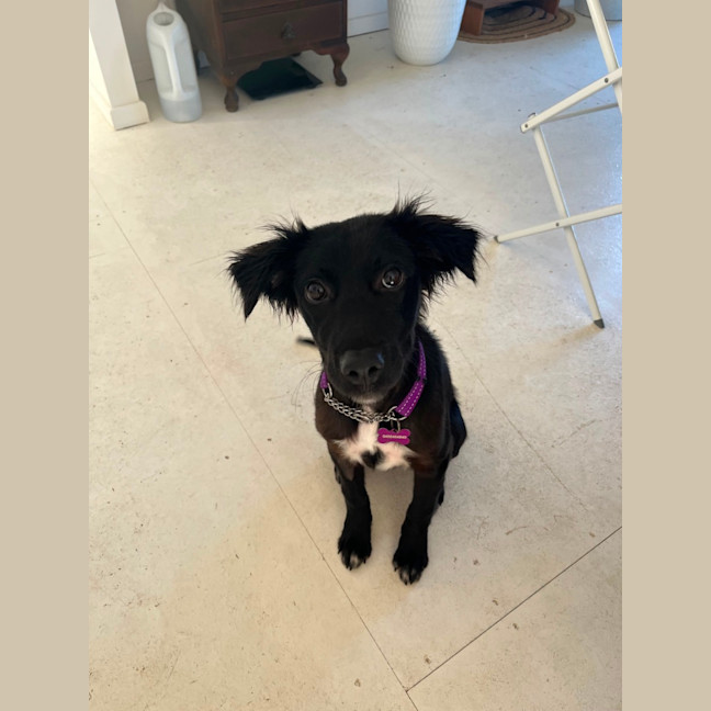 Photo of Piper