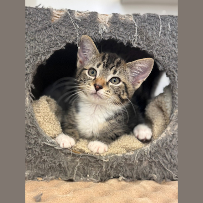Photo of Dax
