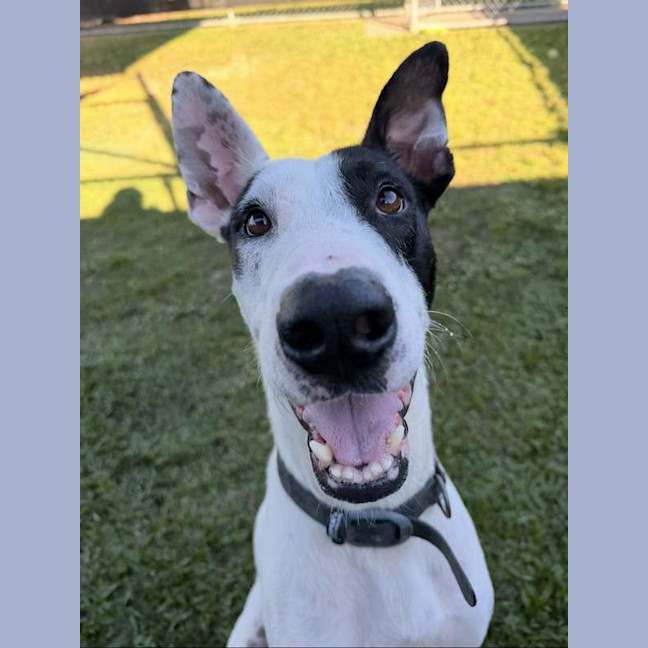Photo of Aero
