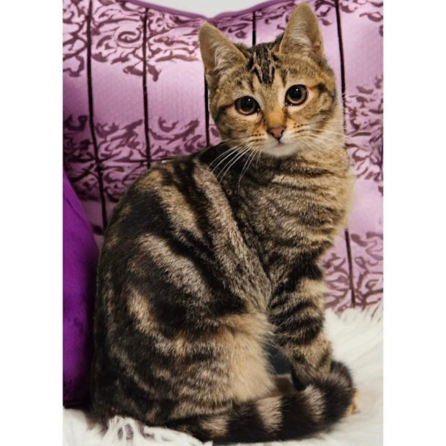 Photo of 12567   Maleficent