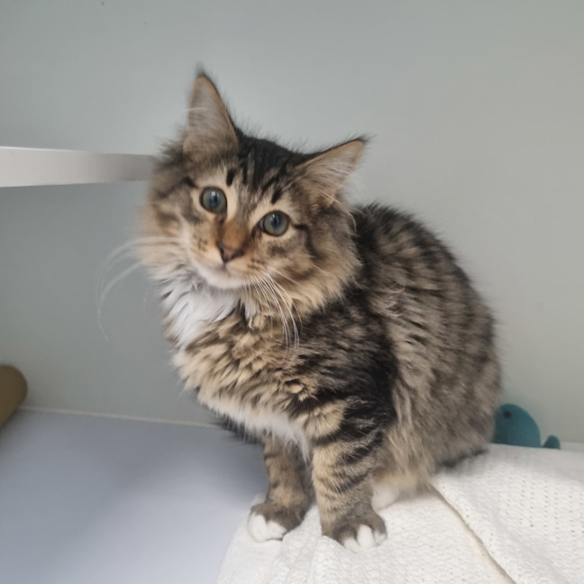 Photo of Turquoise 