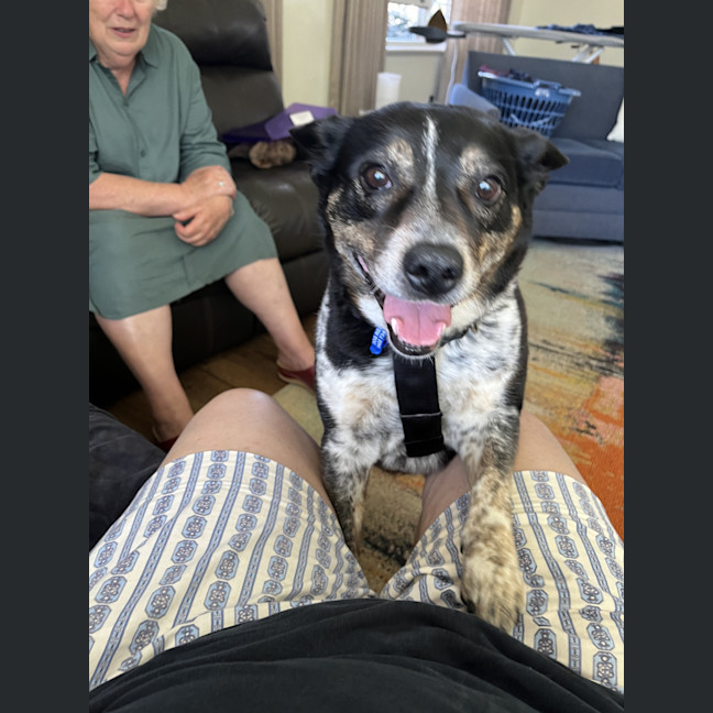 Photo of Missy 😍Blue Cattle X Jrt (On Trial 21/10/24)