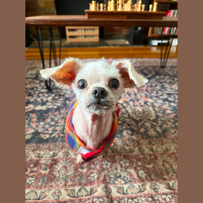 Photo of Archie