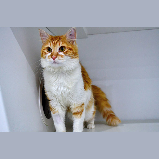 Photo of Macaroni Bob