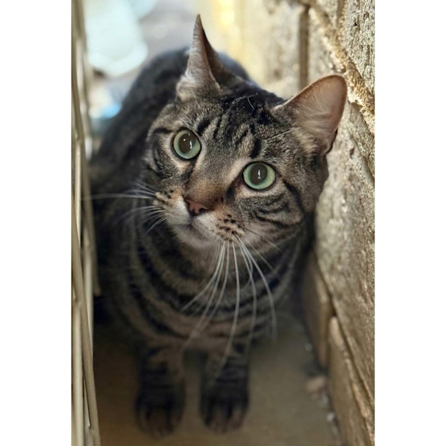 Photo of 9193   Whoopie Pie 