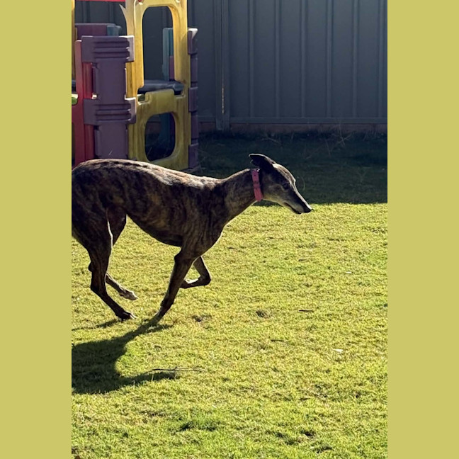 Photo of Pippa