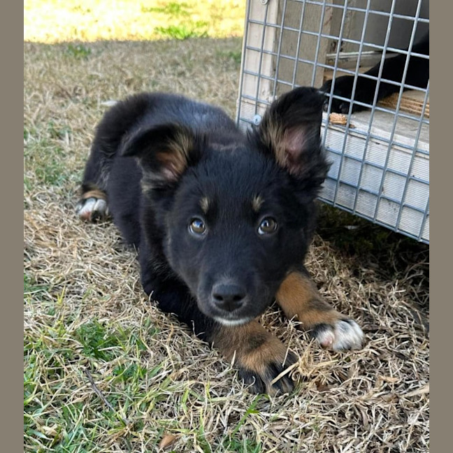 Photo of Misty