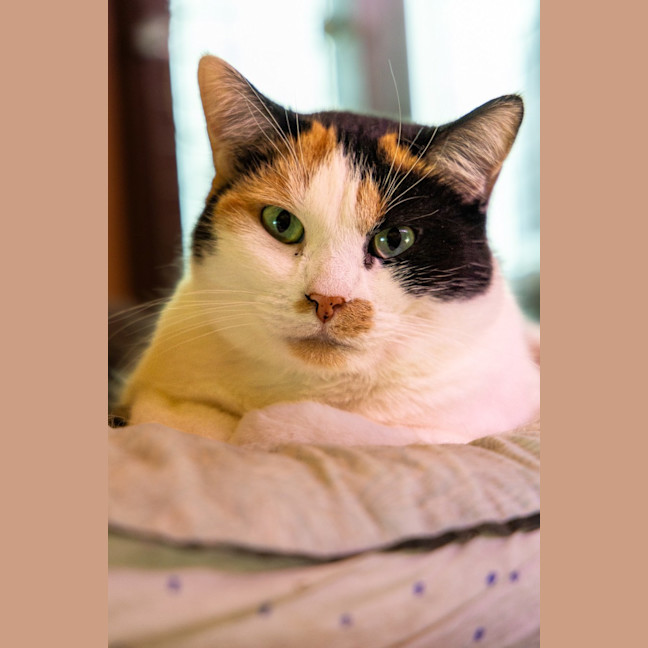 Photo of Candy