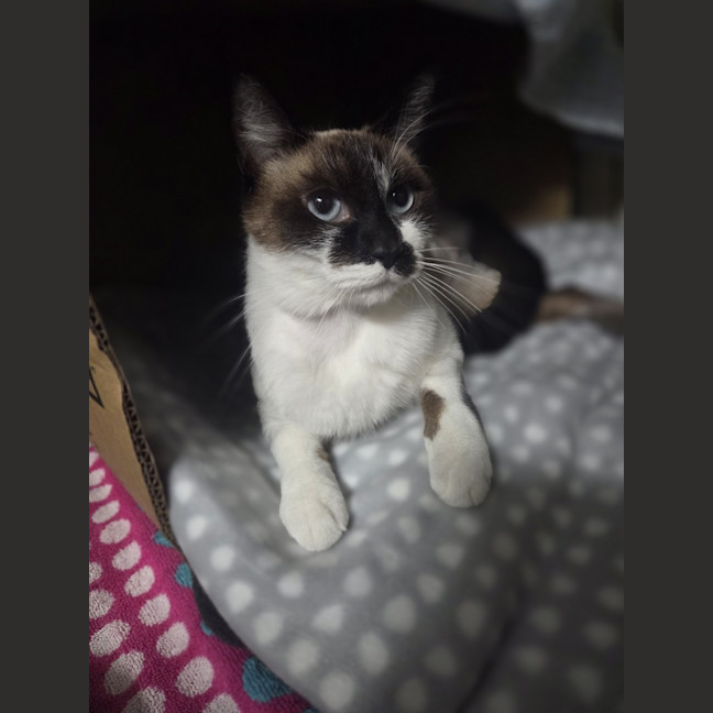 Photo of Dahlia