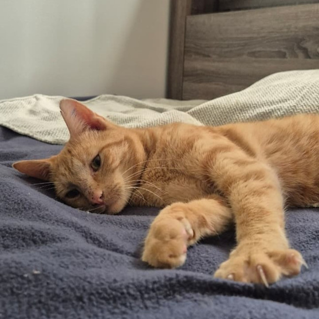 Photo of Alfie