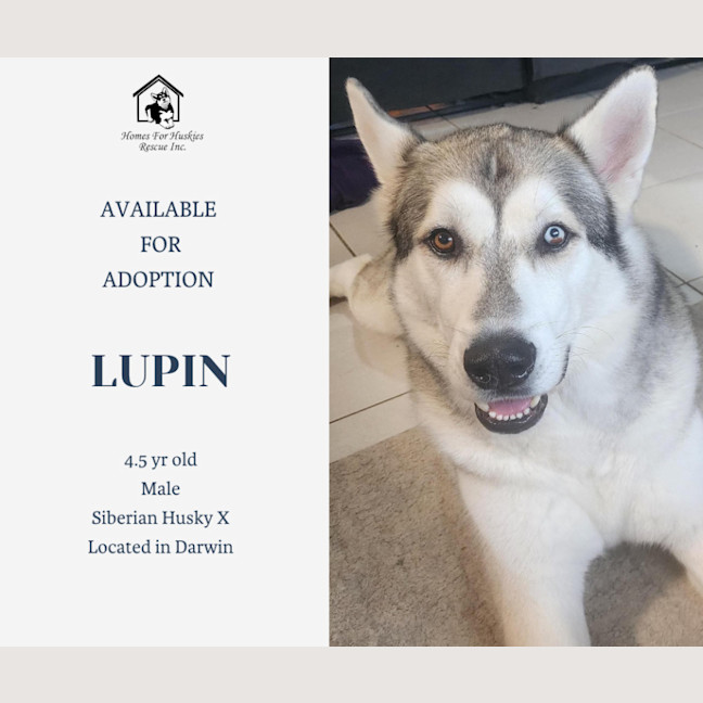 Photo of Lupin
