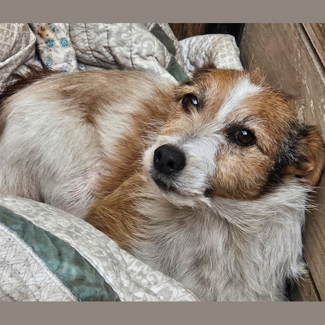 Photo of Nugget