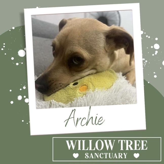 Photo of Archie