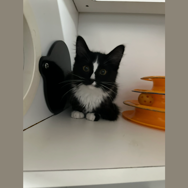 Photo of Baskerville