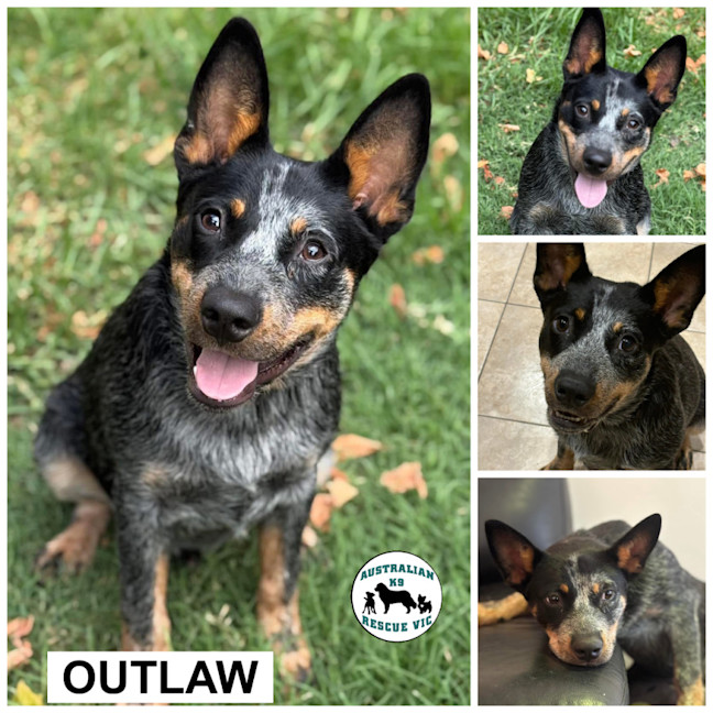 Photo of Outlaw 