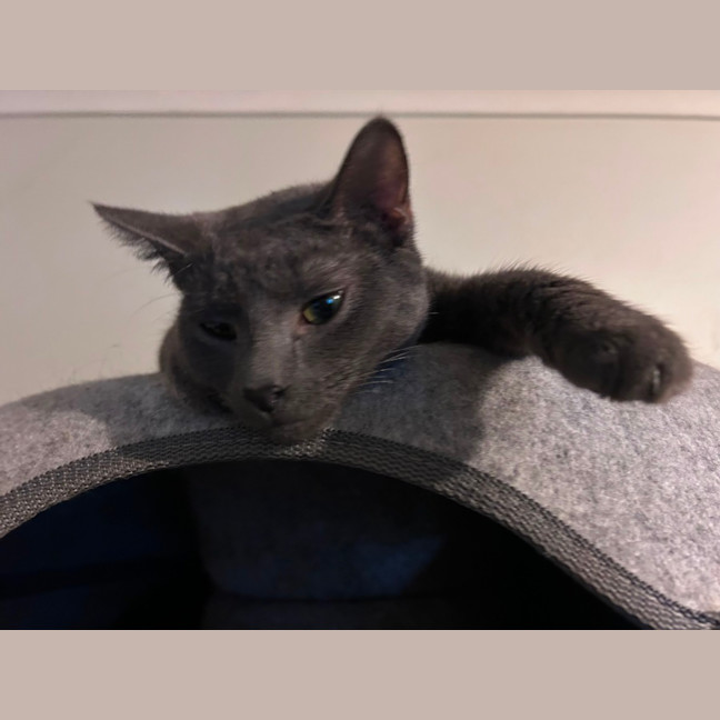 Photo of Maverick 