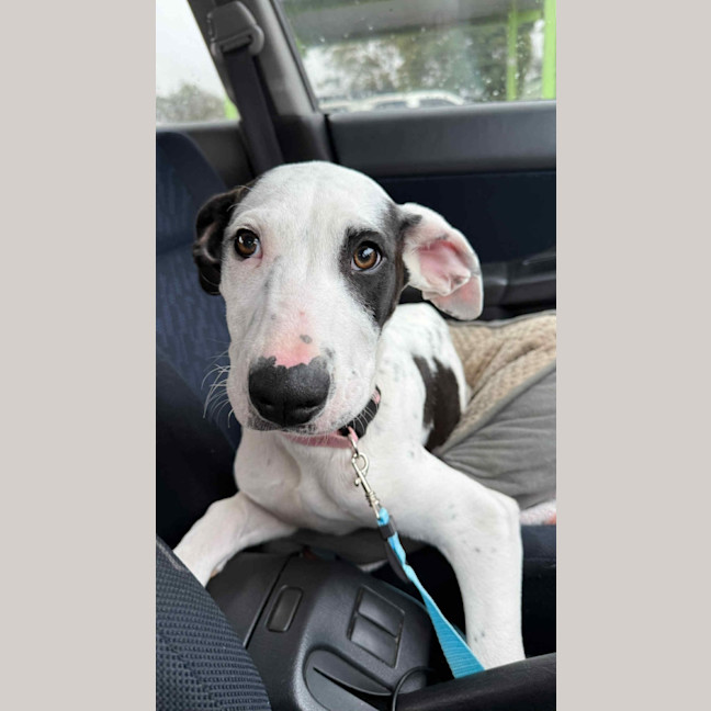 Photo of Winnie   4 Month Old Mixed Breed