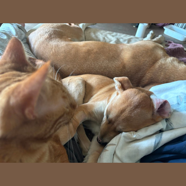 Photo of Oaties 