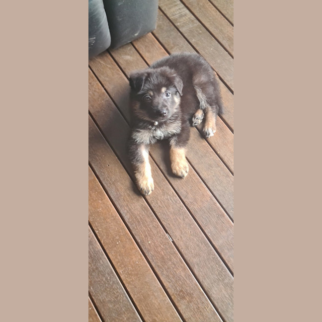 Photo of Prince (Was Muffin)