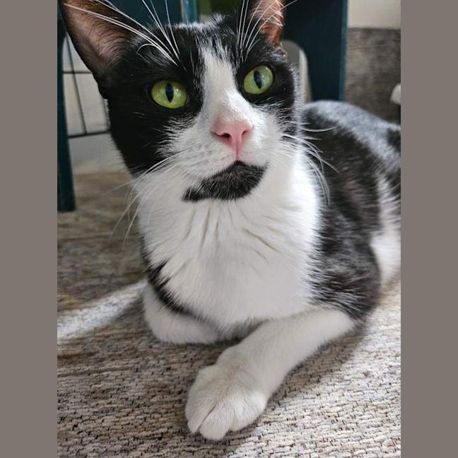 Photo of Gaia   Reduced Adoption Fee