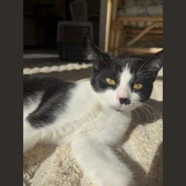 Photo of Ollie