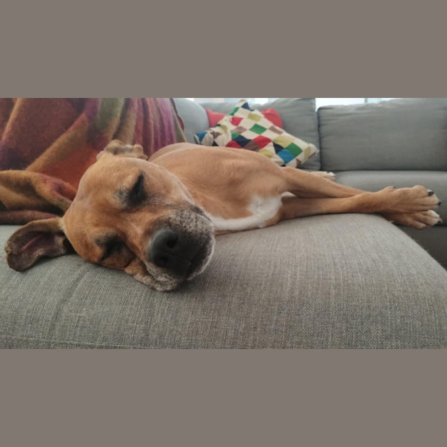 Photo of Toula   In Kennels