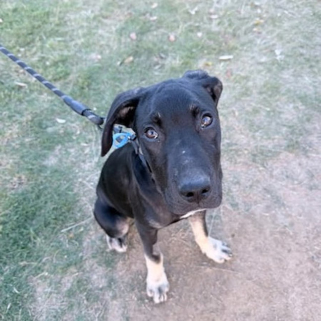Photo of Atlas 