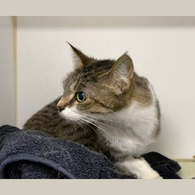Photo of Petunia