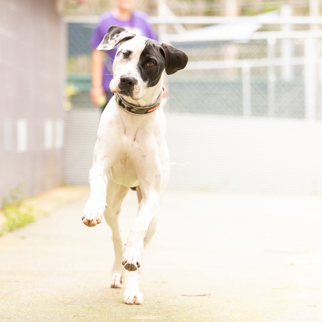Photo of Spotty