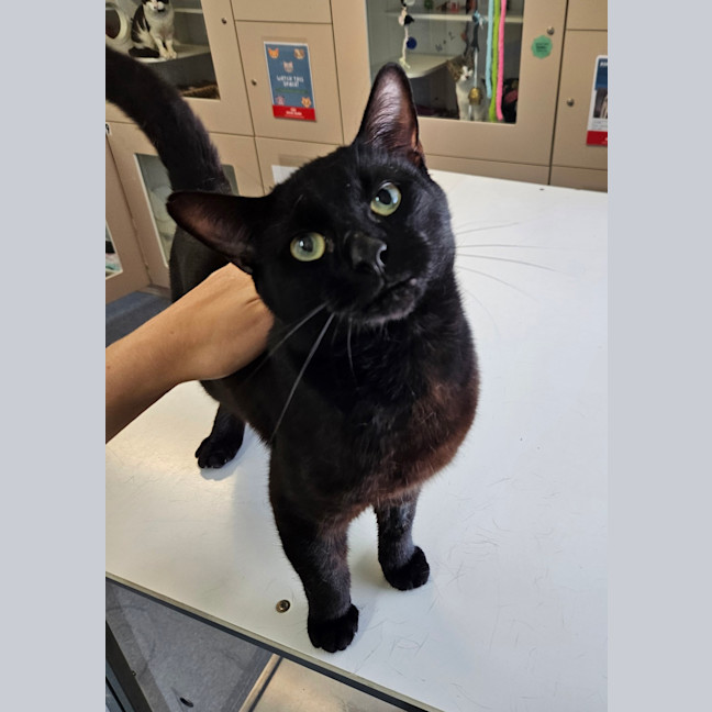 Photo of Gus Binx