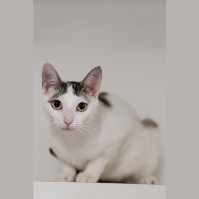 Photo of Kora