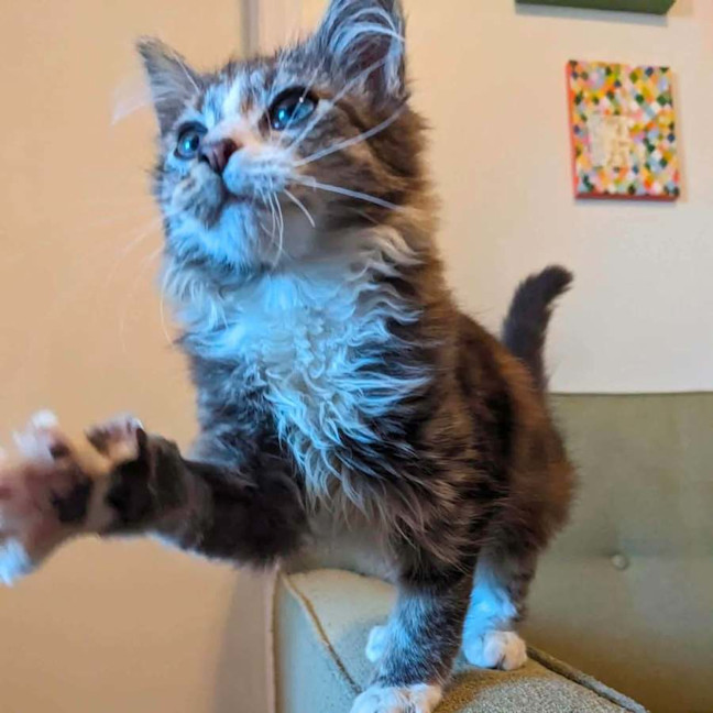 Photo of Teddy   In Foster Care In Thornbury
