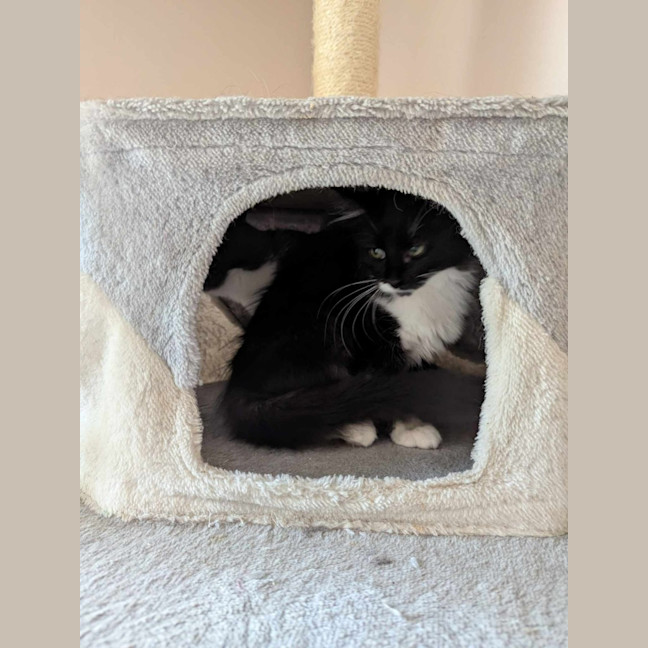 Photo of Pebbles Flintstone 