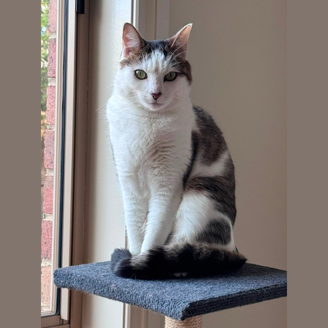 Photo of Clover