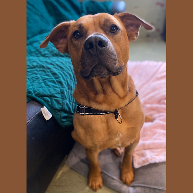Photo of Smiley