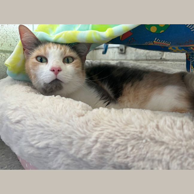 Photo of Callie