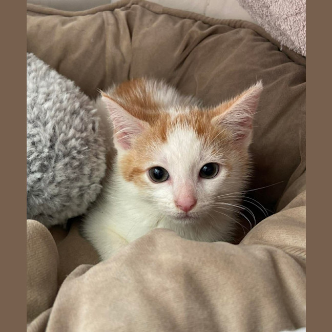 Photo of Jasper 