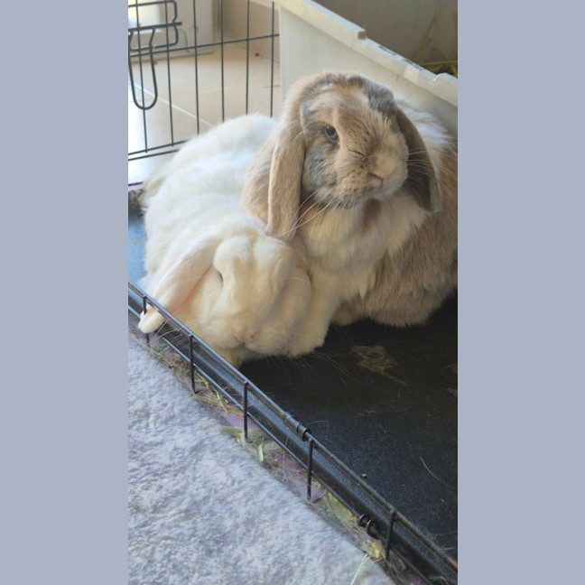 Photo of Coco And Snowy 
