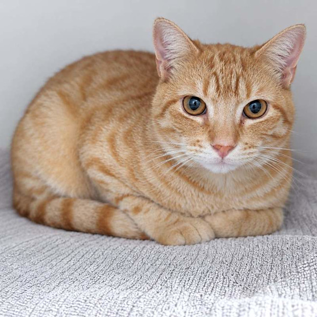 Photo of Golden