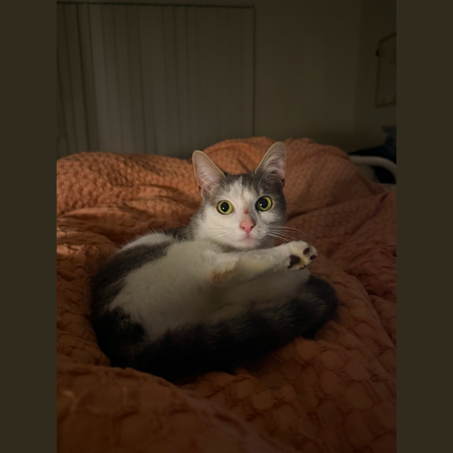 Photo of Thunder