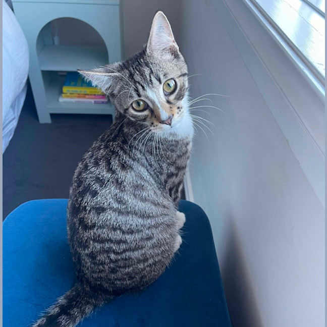 Photo of Narnia & Tumnus 